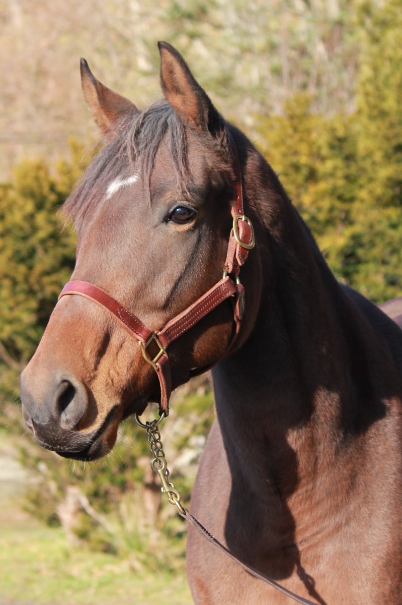 マホウノランプ 牝3歳 ※繁殖牝馬 （受胎：ジャックドール