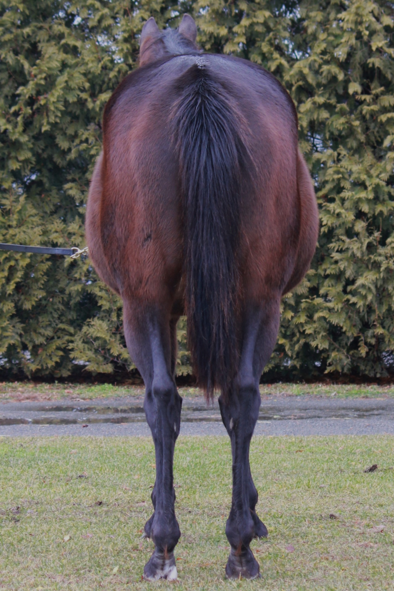 スーパーノーマル 牝10歳 ※繁殖牝馬 （受胎：ジャックドール