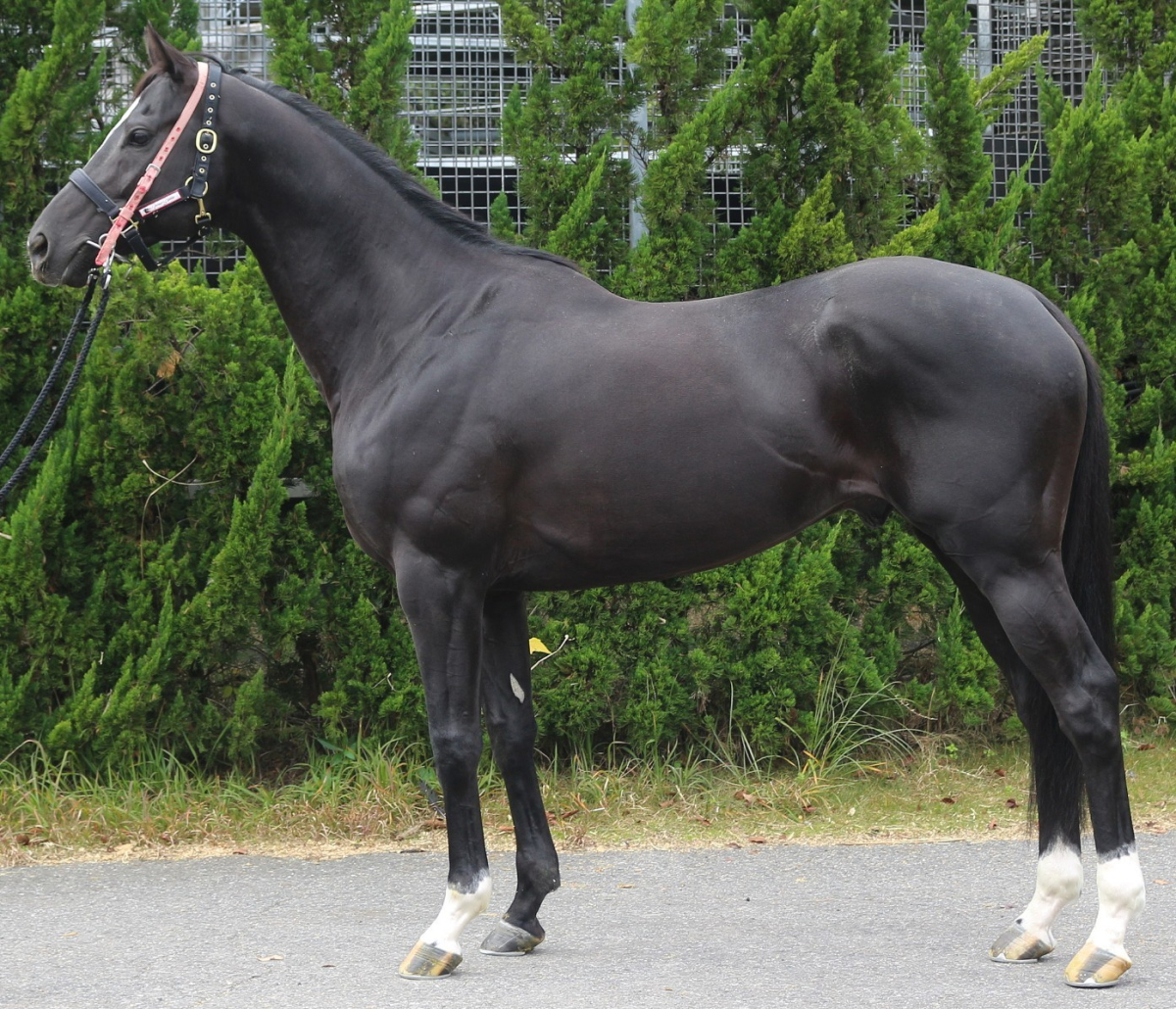 バレル 牡6歳 ※中央競馬 登録抹消 | サラブレッドオークション