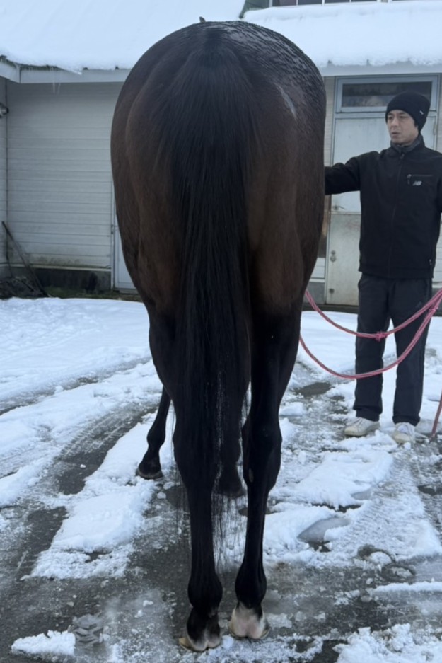 ヴィアトル 牝3歳 ※地方競馬 在籍 | サラブレッドオークション