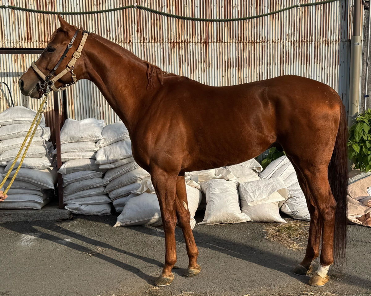 ヨッシーステージ　　牡４歳　　※地方競馬　在籍_main1