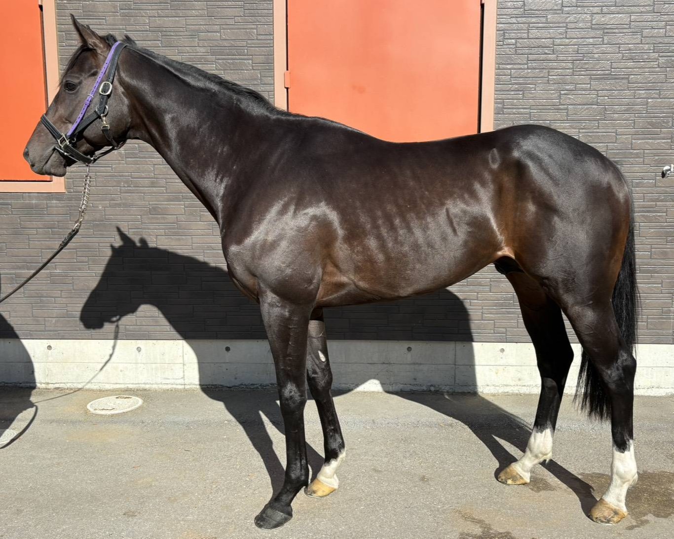 ペルセイズ 牡4歳 ※地方競馬 在籍 | サラブレッドオークション