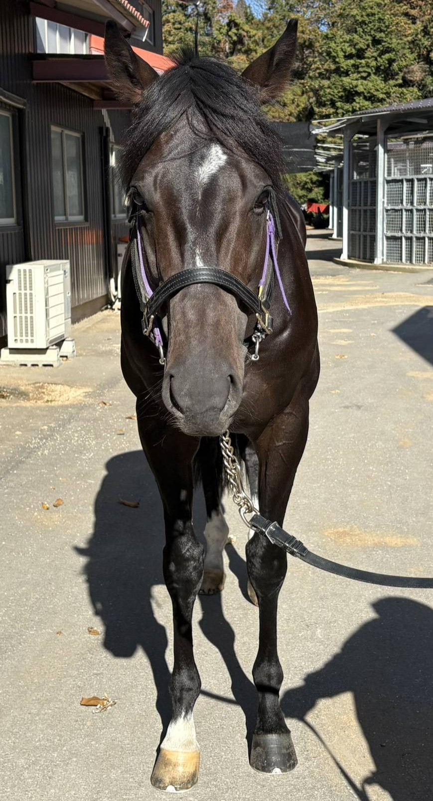 ペルセイズ 牡4歳 ※地方競馬 在籍 | サラブレッドオークション