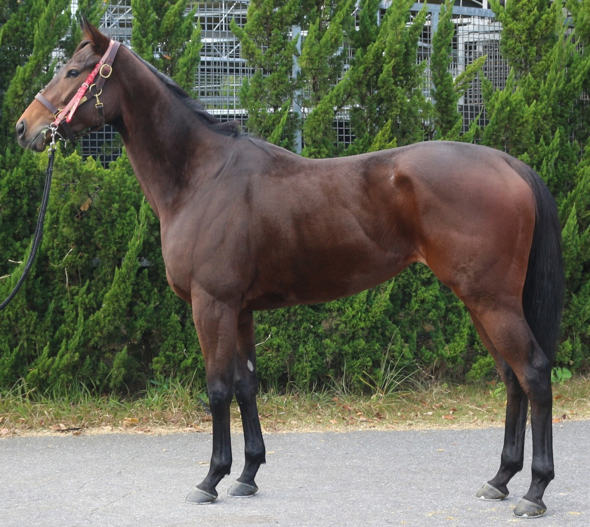 ルージュシークエル　　牝３歳　　※繁殖牝馬（空胎）_main1