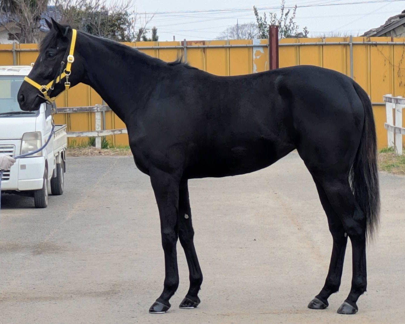 ラヴリードリームの23 牝2歳 ※育成馬 未登録の2歳馬 | サラブレッド