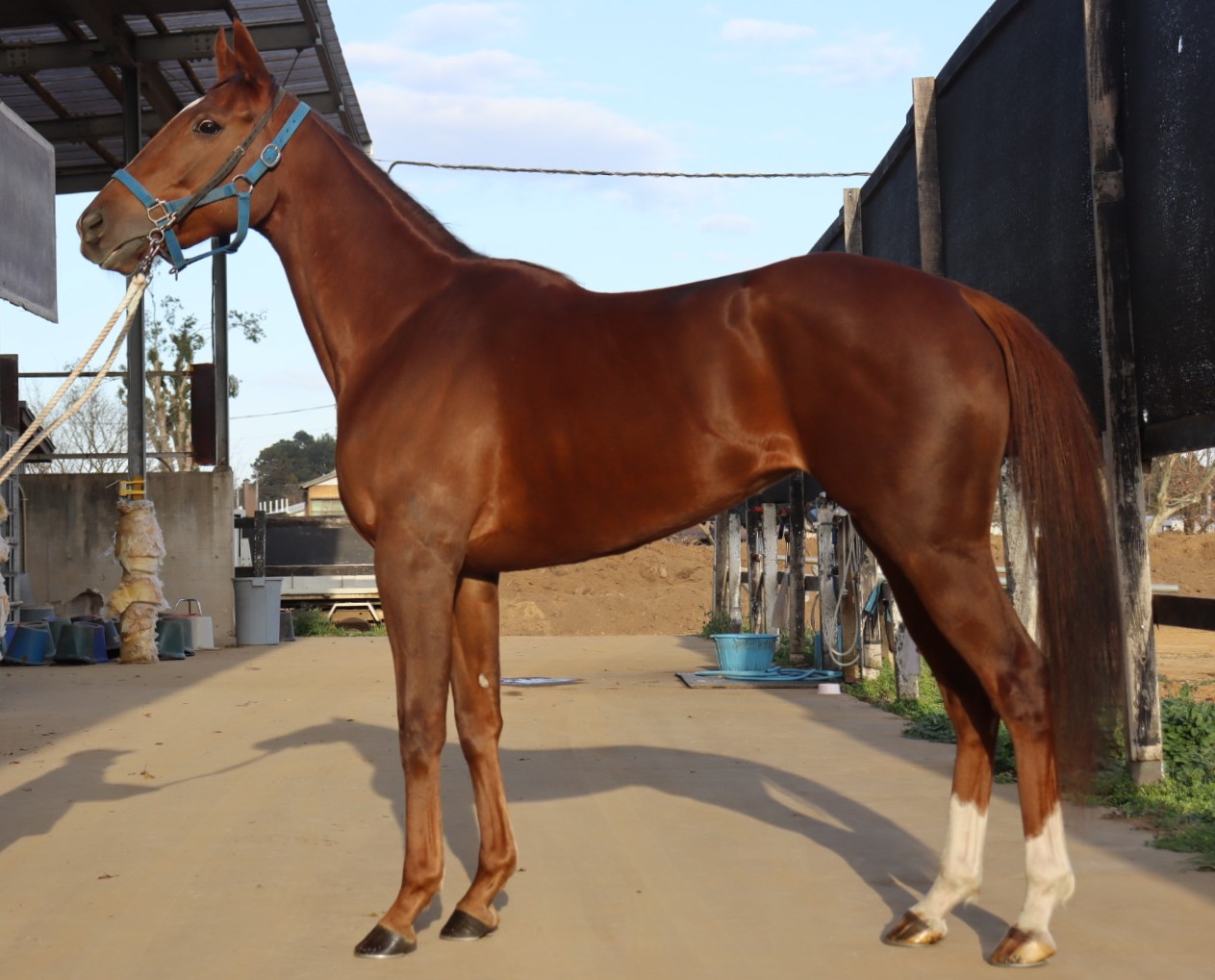 フクシマグランツ 牝2歳 ※中央競馬 登録抹消 | サラブレッドオークション