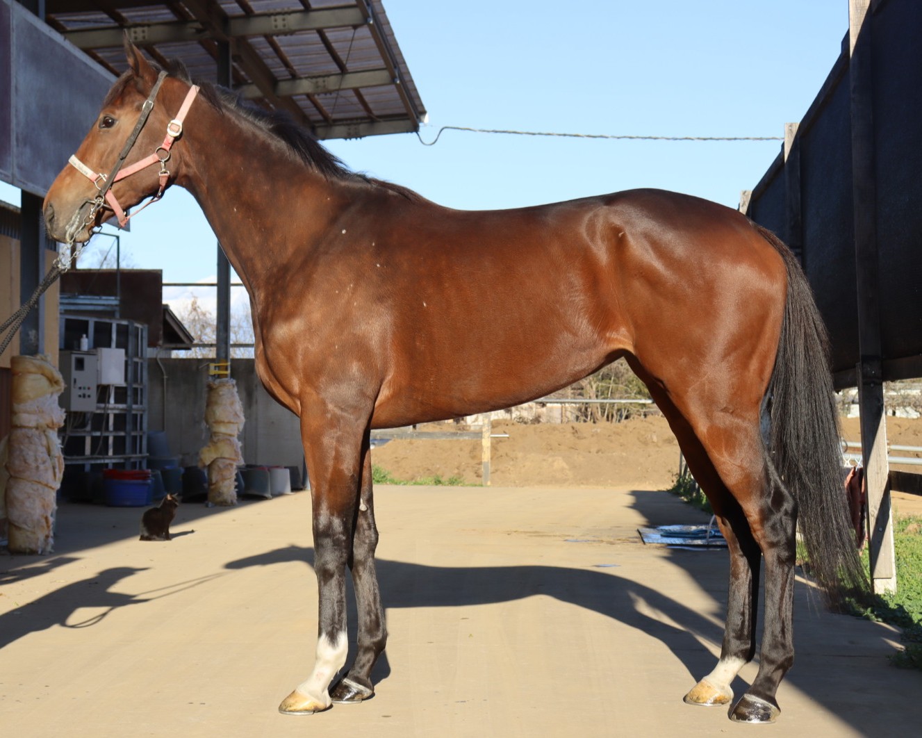 フクチャンサクラ 牝3歳 ※中央競馬 登録抹消 | サラブレッドオークション