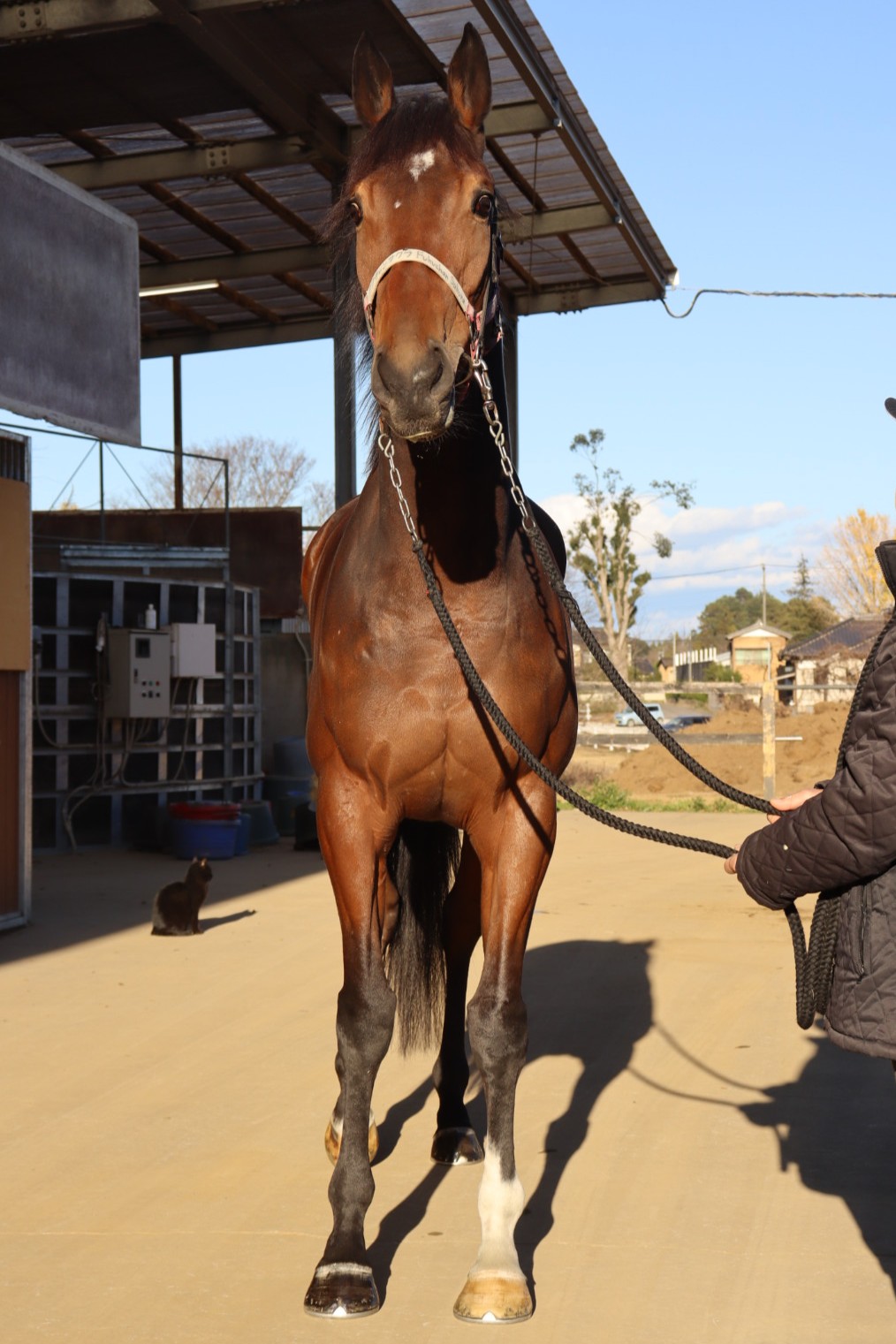 フクチャンサクラ 牝3歳 ※中央競馬 登録抹消 | サラブレッドオークション