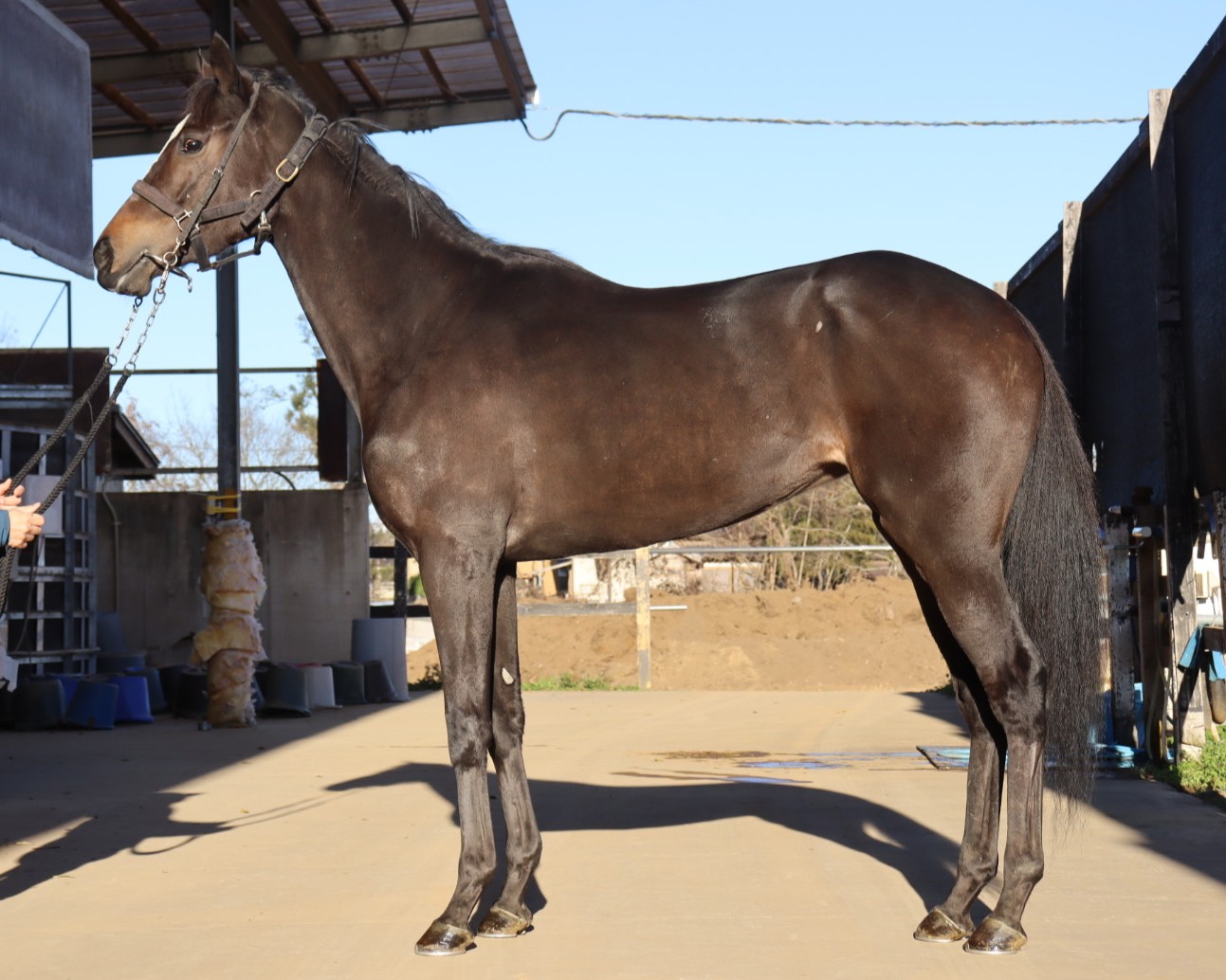 エバーステイ 牝3歳 ※中央競馬 登録抹消 | サラブレッドオークション