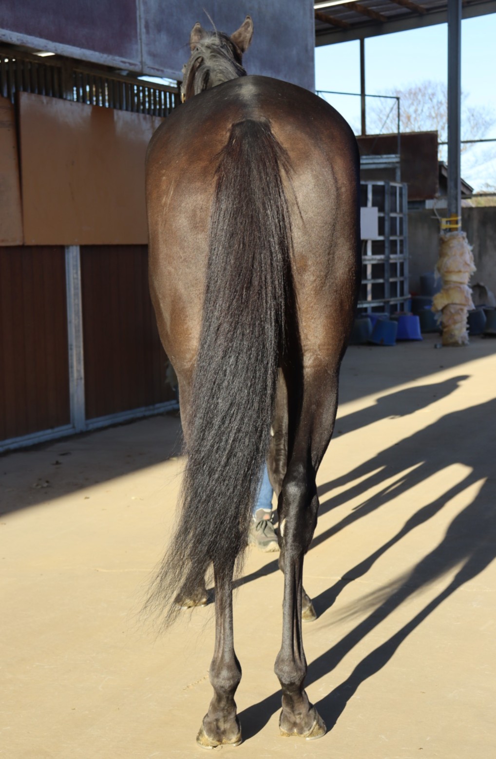 エバーステイ 牝3歳 ※中央競馬 登録抹消 | サラブレッドオークション