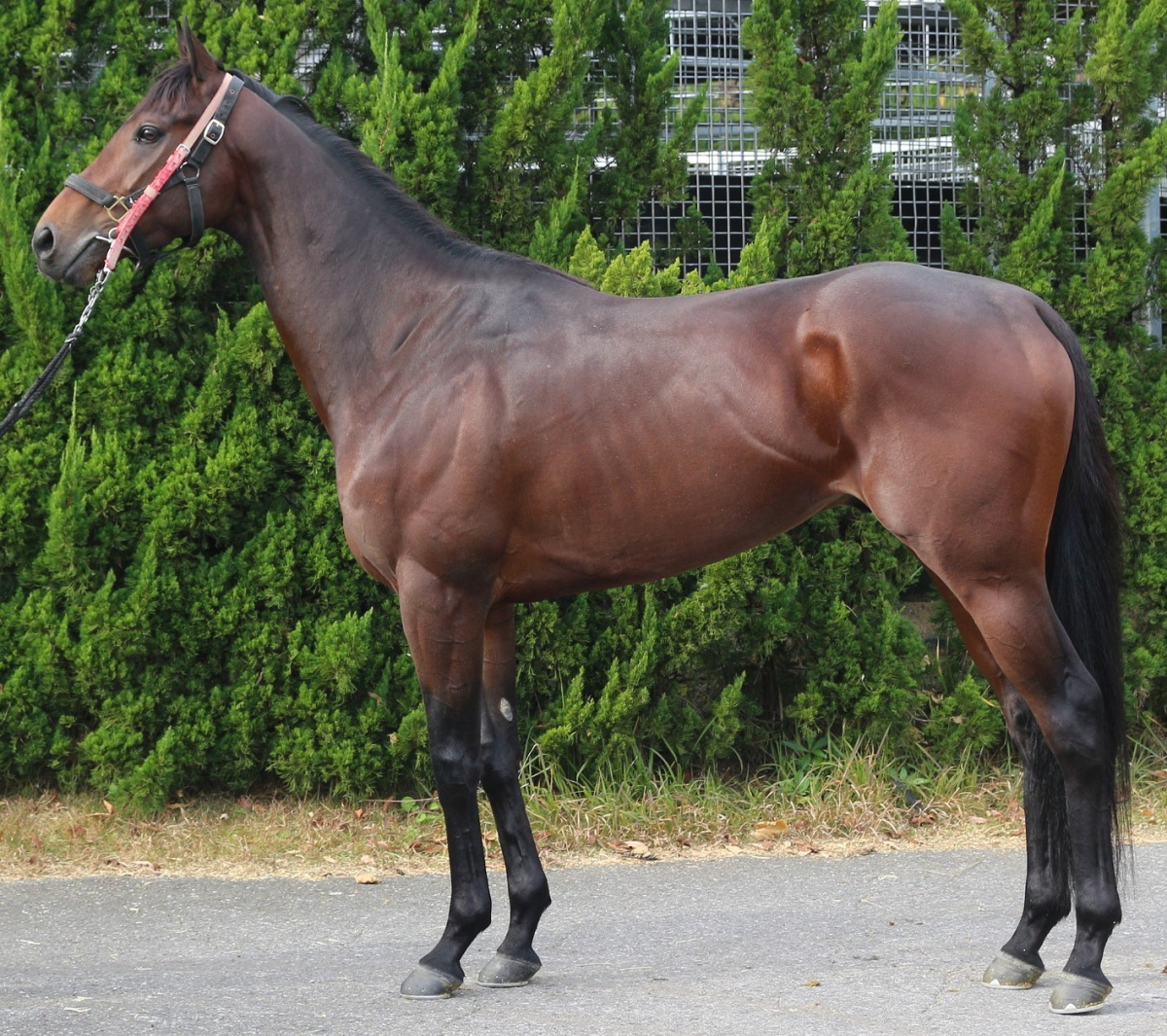 オブラマエストラ　　牡３歳　　※中央競馬　登録抹消_main1
