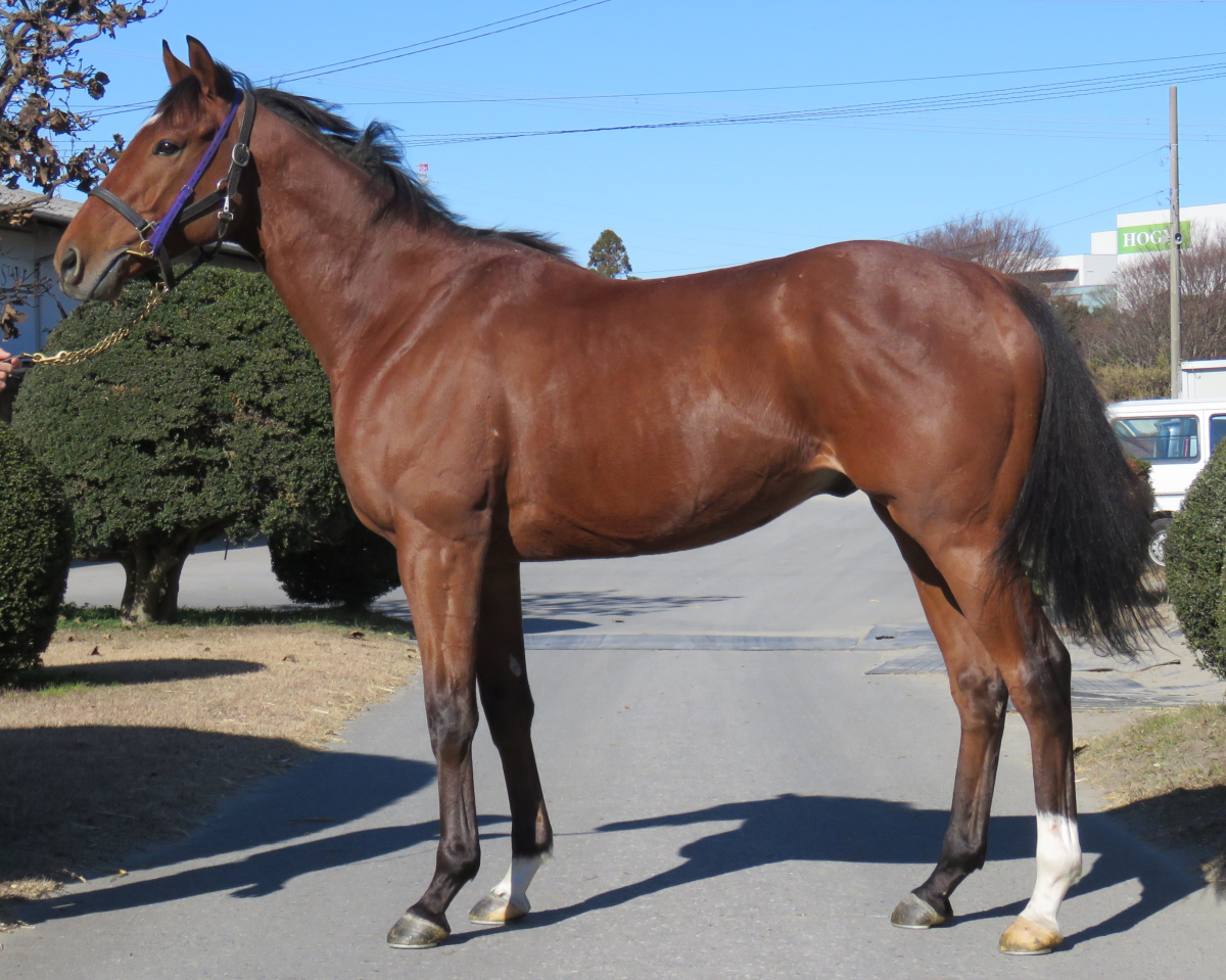 ニフェーデービル セン5歳 ※中央競馬 登録抹消 | サラブレッド