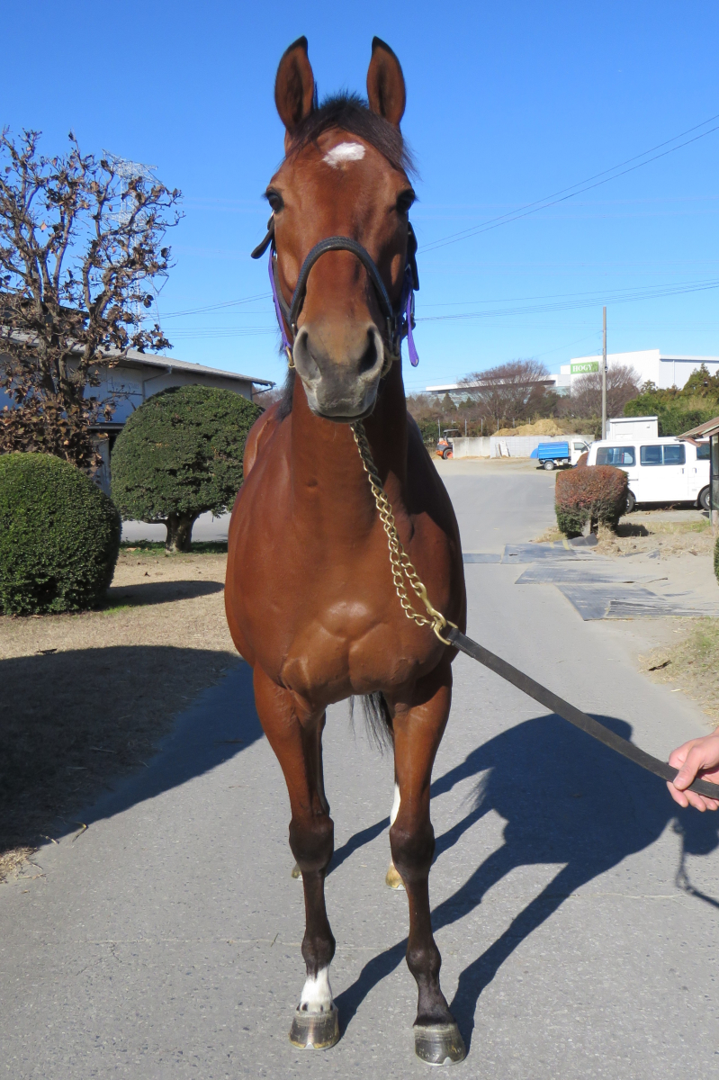 ニフェーデービル セン5歳 ※中央競馬 登録抹消 | サラブレッド