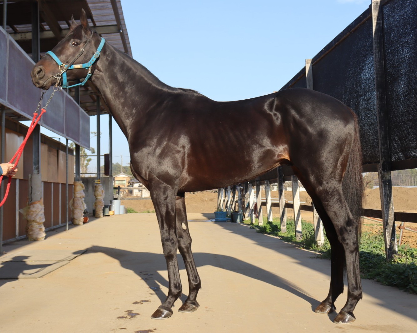 コスモバラタ 牡5歳 ※中央競馬 登録抹消 | サラブレッドオークション
