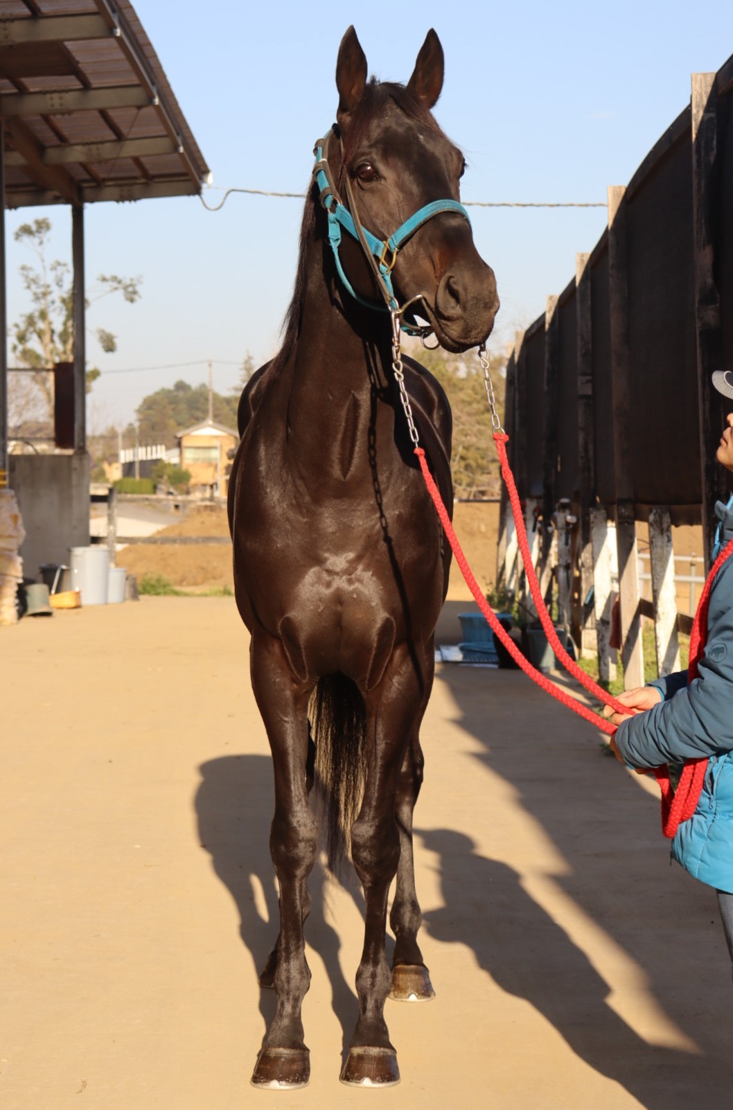 コスモバラタ 牡5歳 ※中央競馬 登録抹消 | サラブレッドオークション