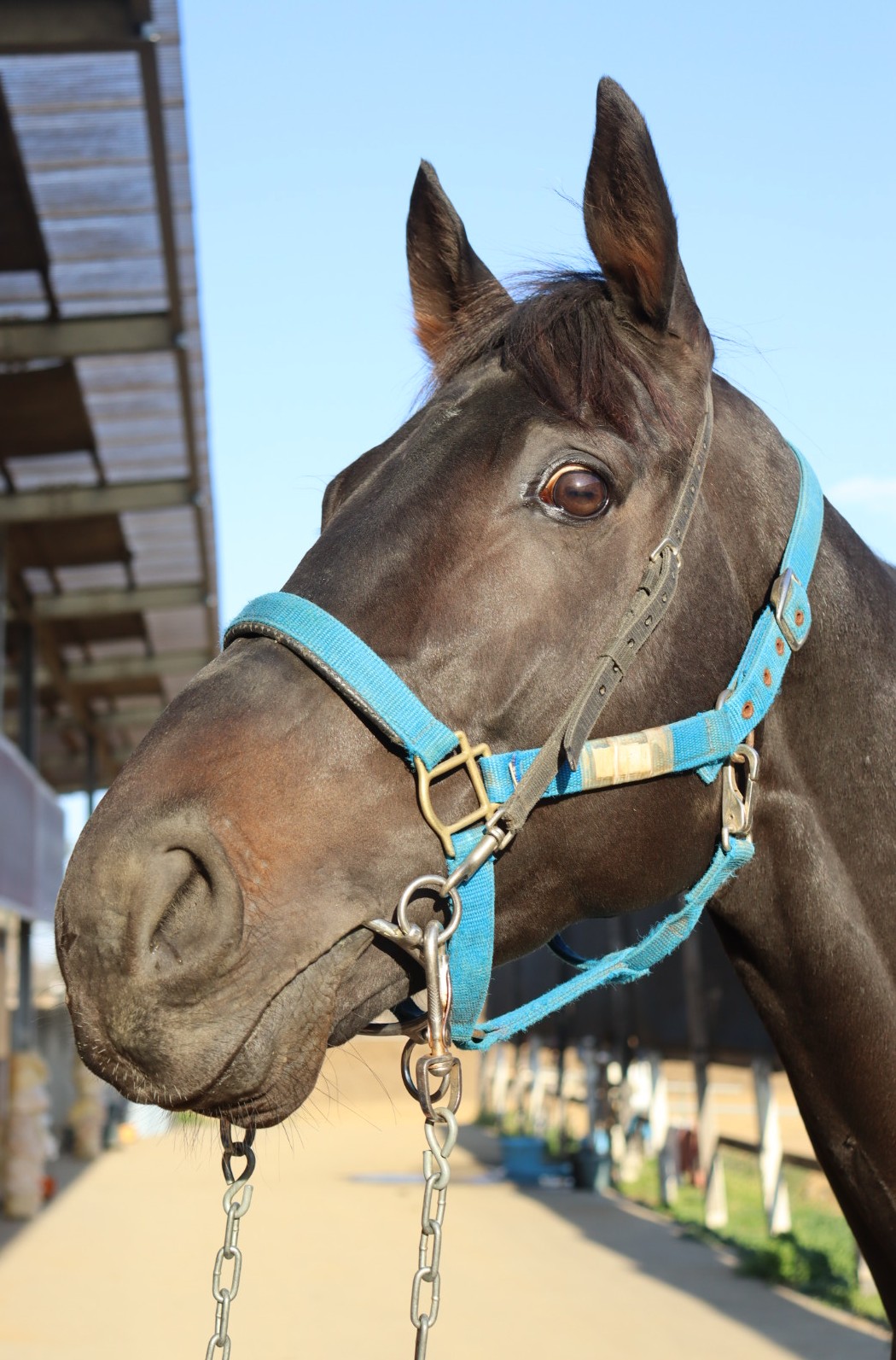 コスモバラタ 牡5歳 ※中央競馬 登録抹消 | サラブレッドオークション
