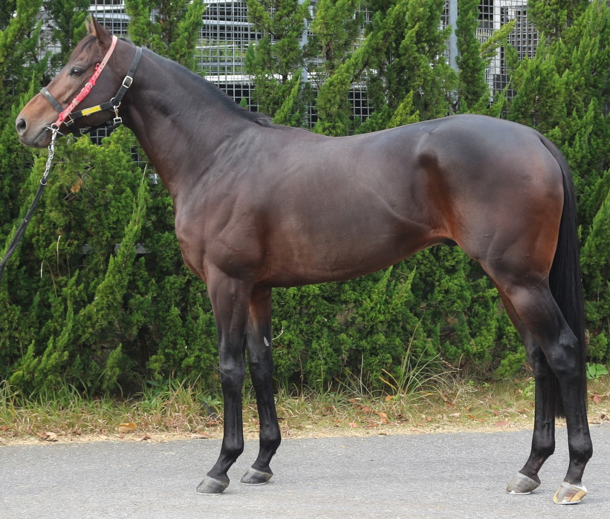 ボナンザ 牡5歳 ※中央競馬 登録抹消 | サラブレッドオークション
