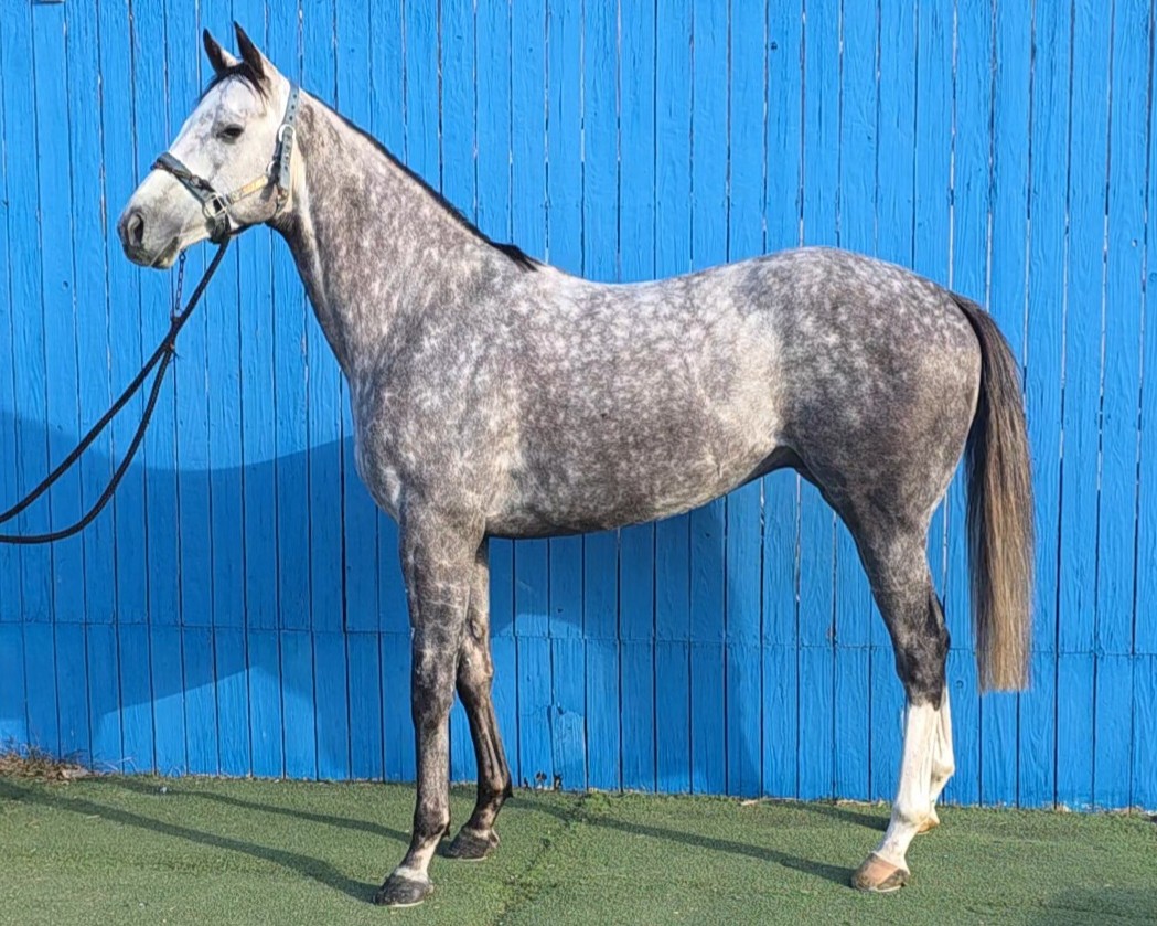 トップパワー 牡3歳 ※中央競馬 登録抹消 | サラブレッドオークション