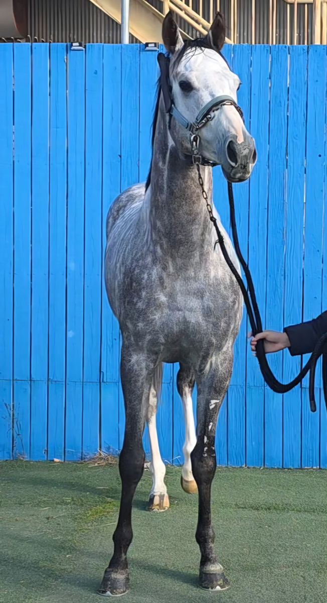 トップパワー 牡3歳 ※中央競馬 登録抹消 | サラブレッドオークション