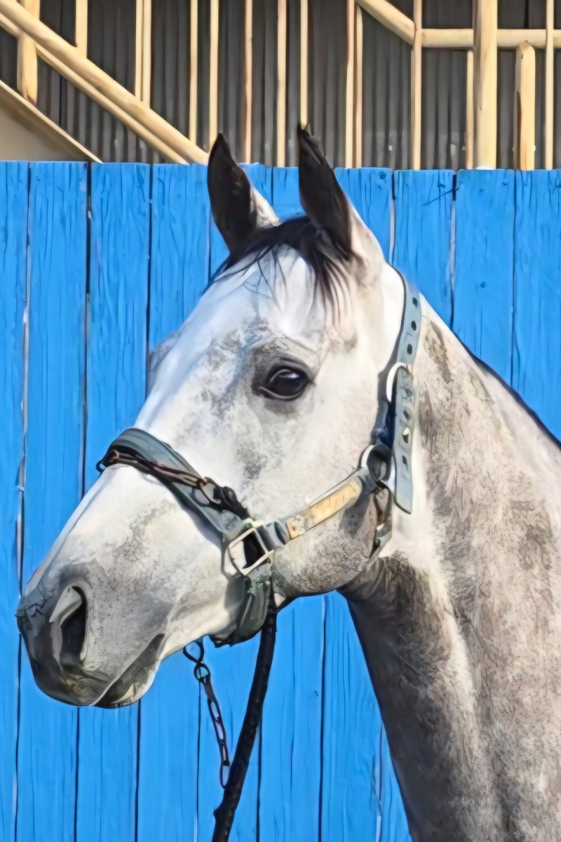 トップパワー 牡3歳 ※中央競馬 登録抹消 | サラブレッドオークション