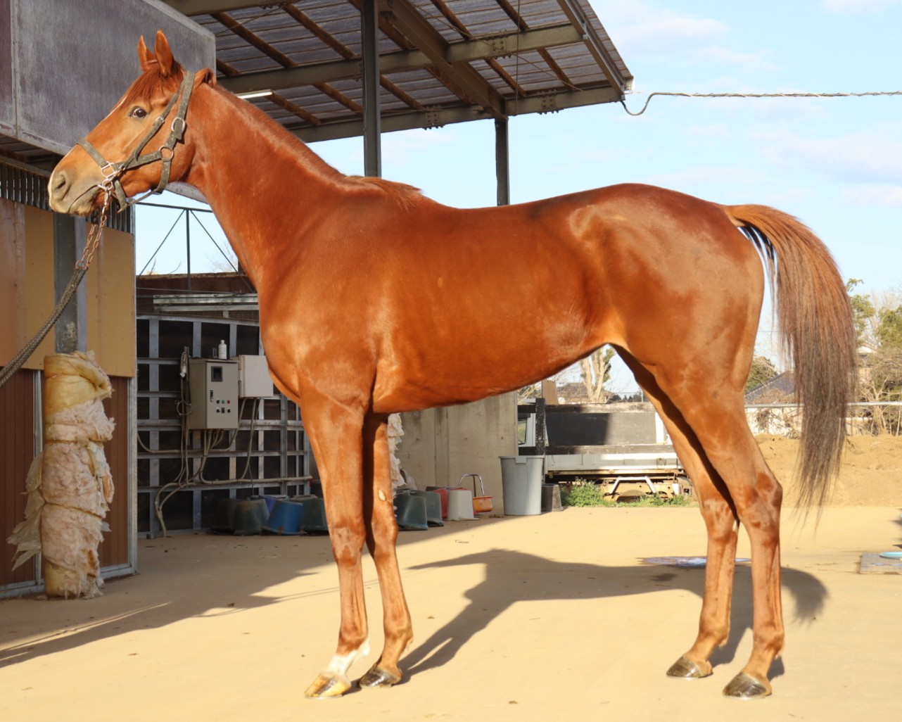 カルミネイション　　牝３歳　　※地方競馬　在籍_main1