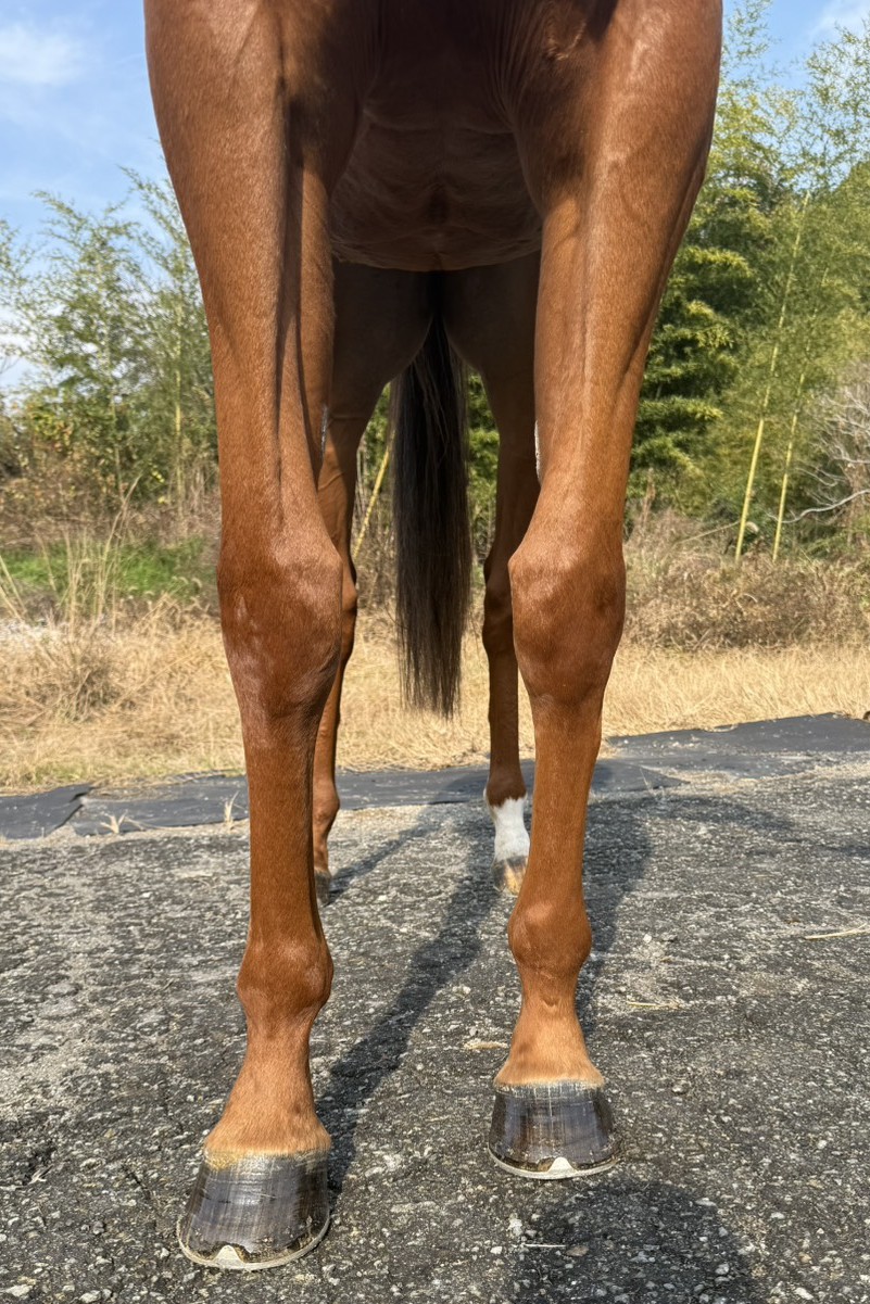 ビップピュアエース 牝5歳 ※地方競馬 在籍 | サラブレッドオークション