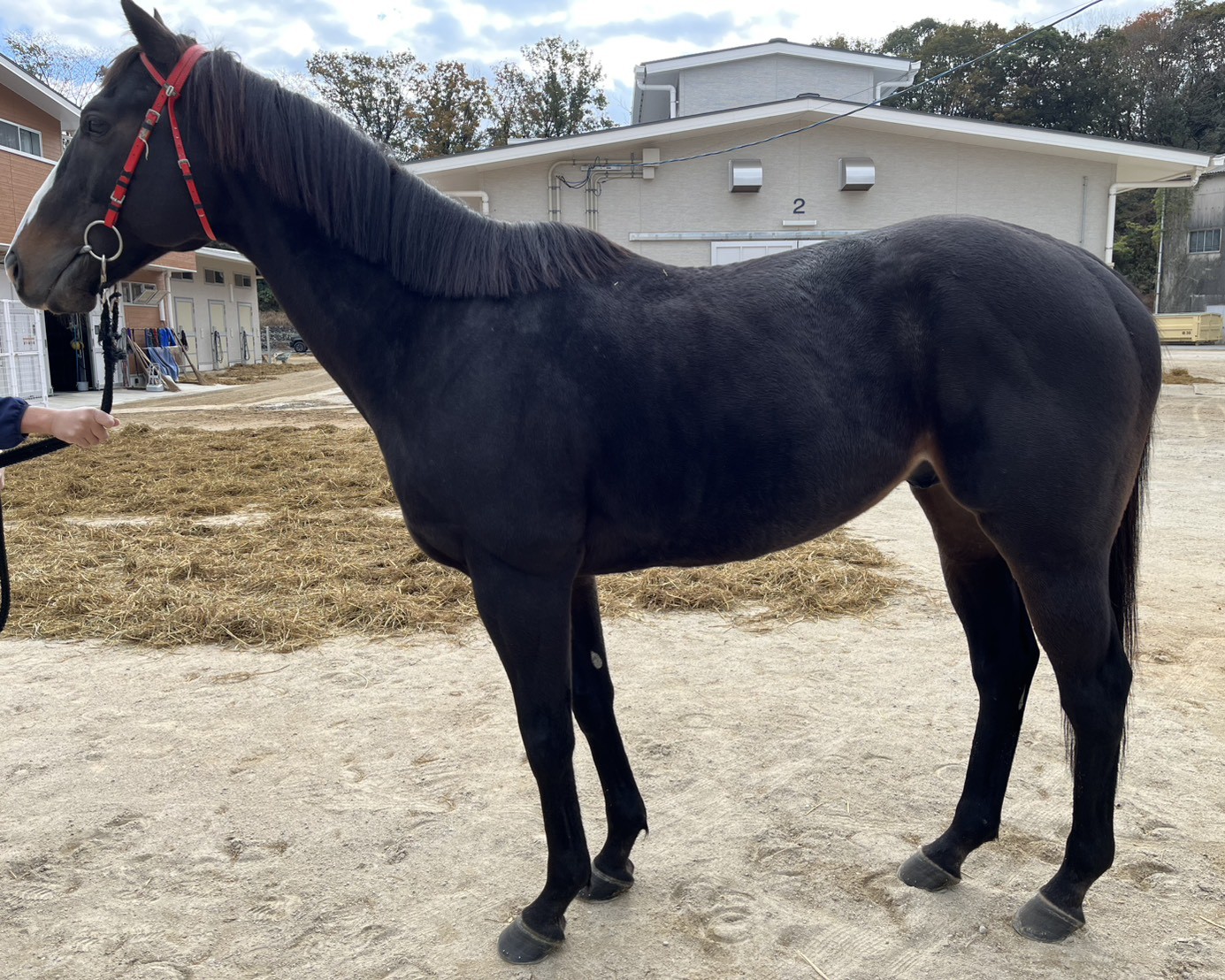 コナブラック　　牡６歳　　※地方競馬　在籍_main1