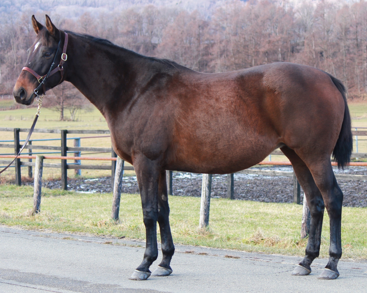 ラチカベッラ　　牝１１歳　　※繁殖牝馬　（受胎：サトノダイヤモンド）_main1