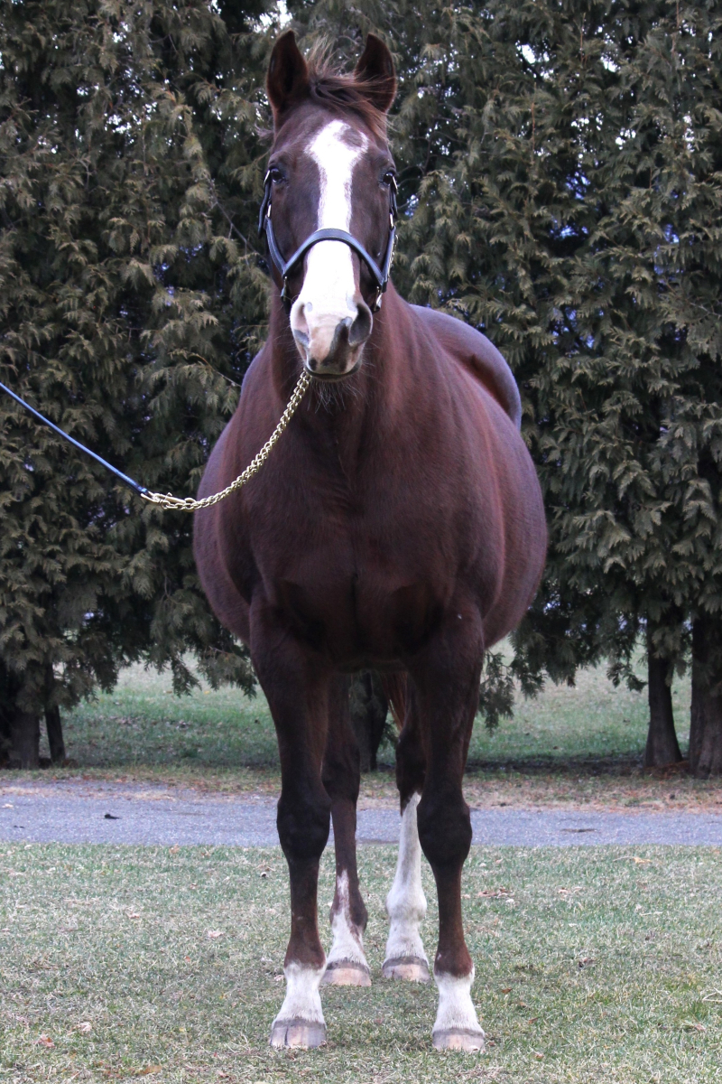 パーフェクトチャンス 牝20歳 ※繁殖牝馬 （受胎：ミスチヴィアス