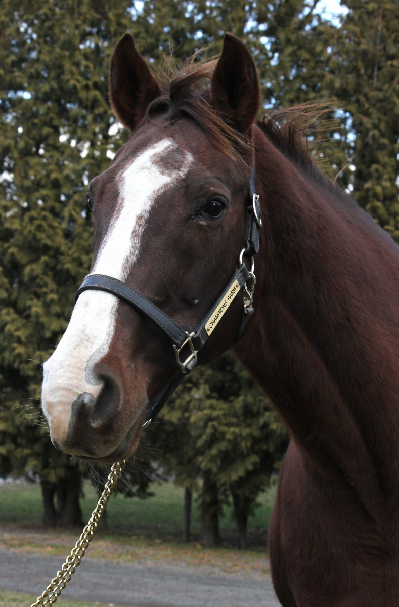 パーフェクトチャンス 牝20歳 ※繁殖牝馬 （受胎：ミスチヴィアス