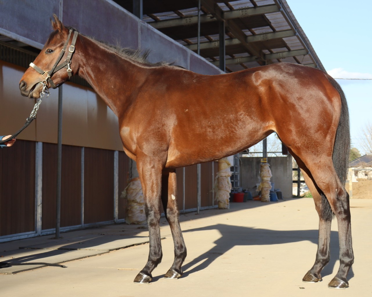ゲデヒトニス 牝2歳 ※中央競馬 登録抹消 | サラブレッドオークション