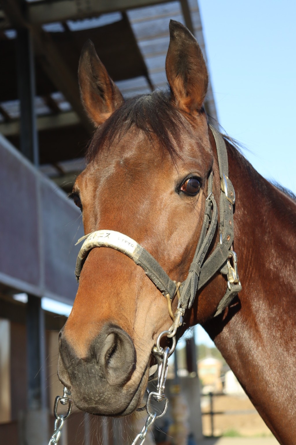 ゲデヒトニス 牝2歳 ※中央競馬 登録抹消 | サラブレッドオークション