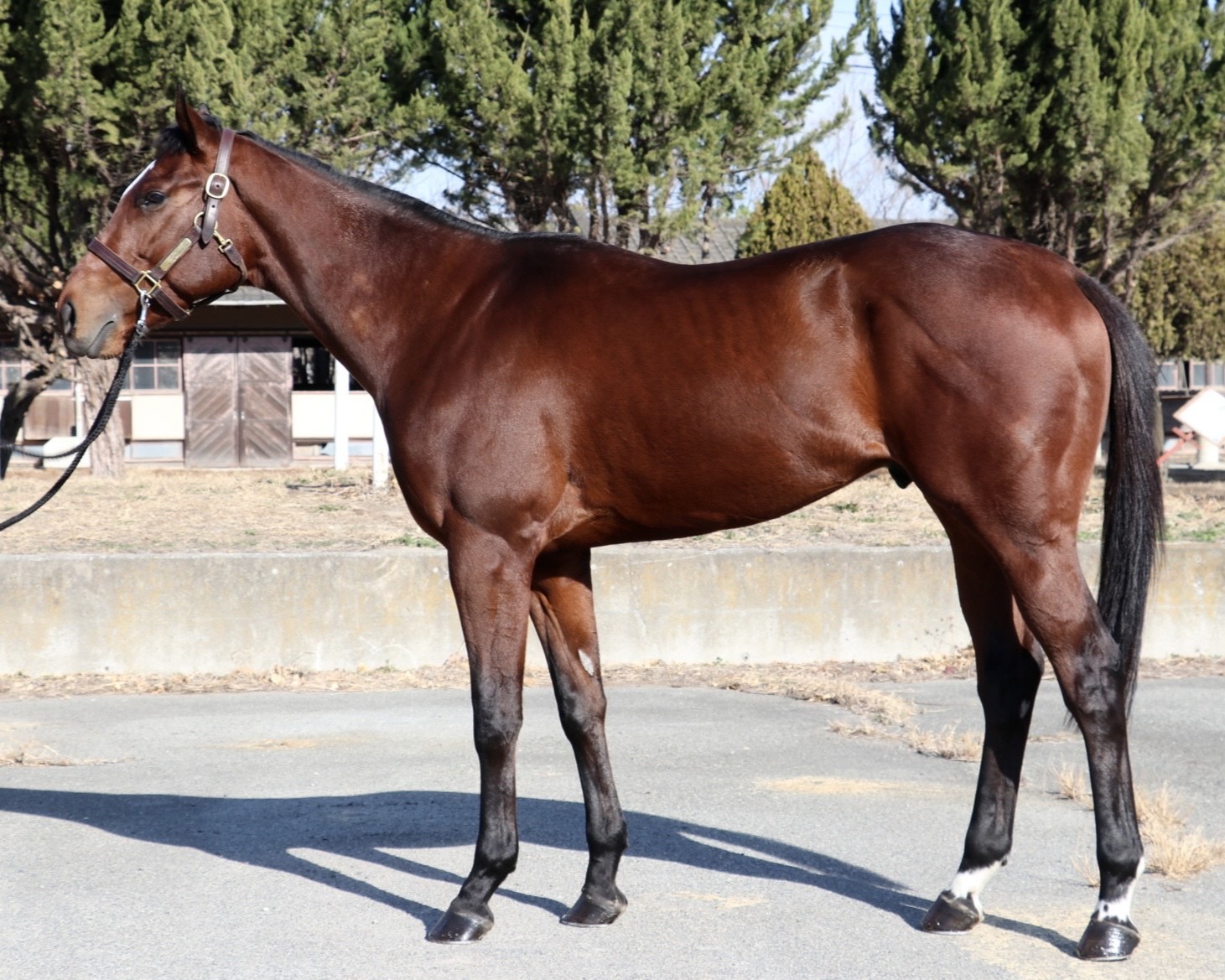 ヘイセイラストの23　　牡２歳　　※育成馬　未登録の２歳馬_main1