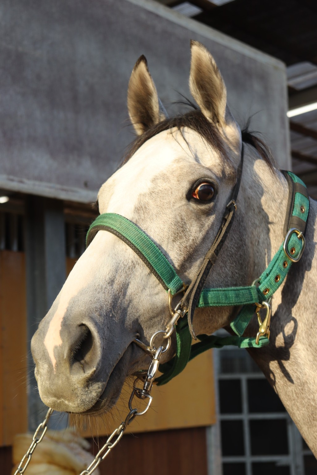 クラシック馬の追求 クラッシック馬の追求 競走馬の血統パターン クラッシック馬の追求