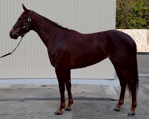 ミヤムーブメント　　牝２歳　　※中央競馬　登録抹消_main1