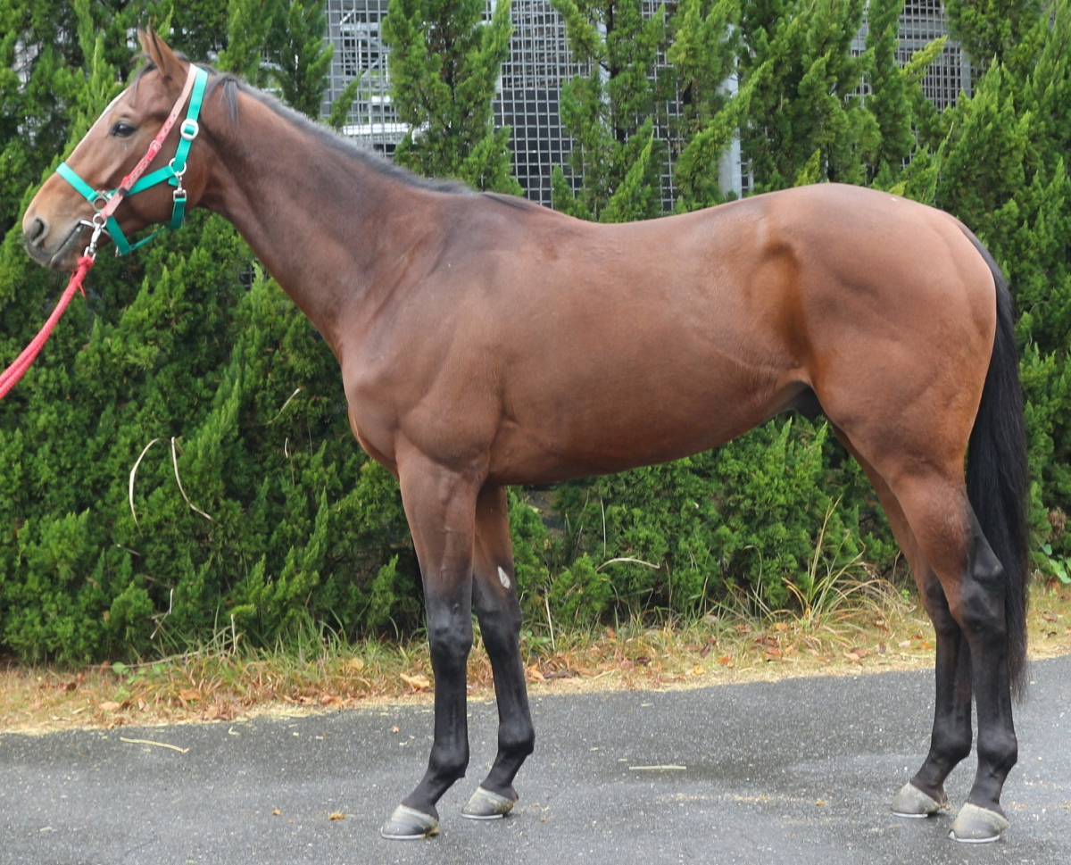 ヴルールドロワ 牡2歳 ※中央競馬 登録抹消 | サラブレッドオークション