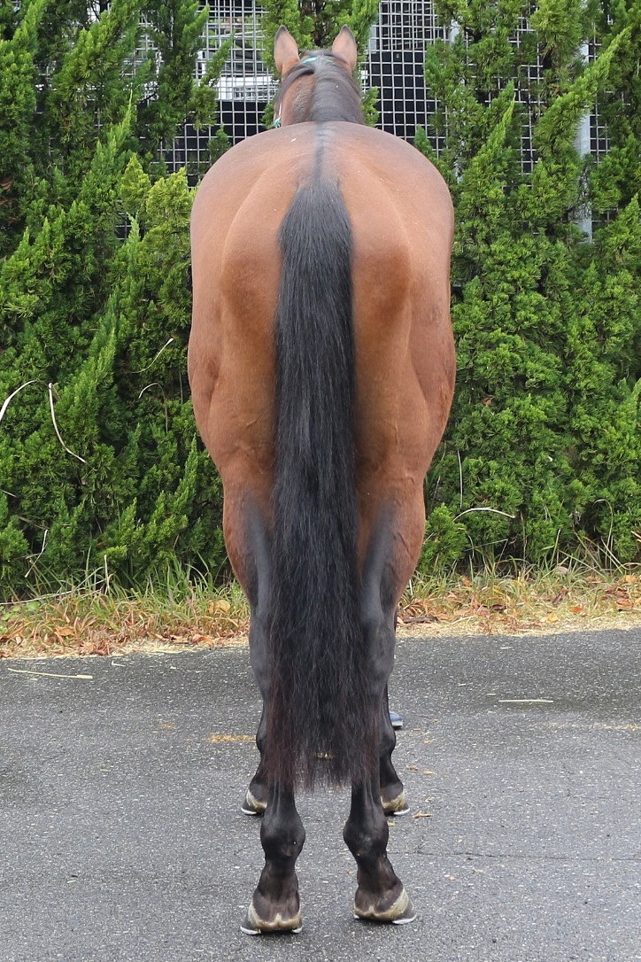 ヴルールドロワ 牡2歳 ※中央競馬 登録抹消 | サラブレッドオークション
