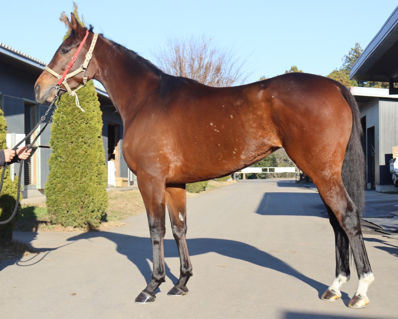 プロピエダッド 牝3歳 ※中央競馬 登録抹消 | サラブレッドオークション