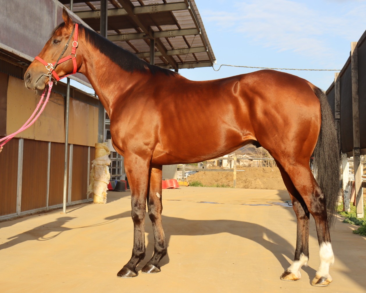 ディアマイサン 牡5歳 ※中央競馬 登録抹消 | サラブレッドオークション