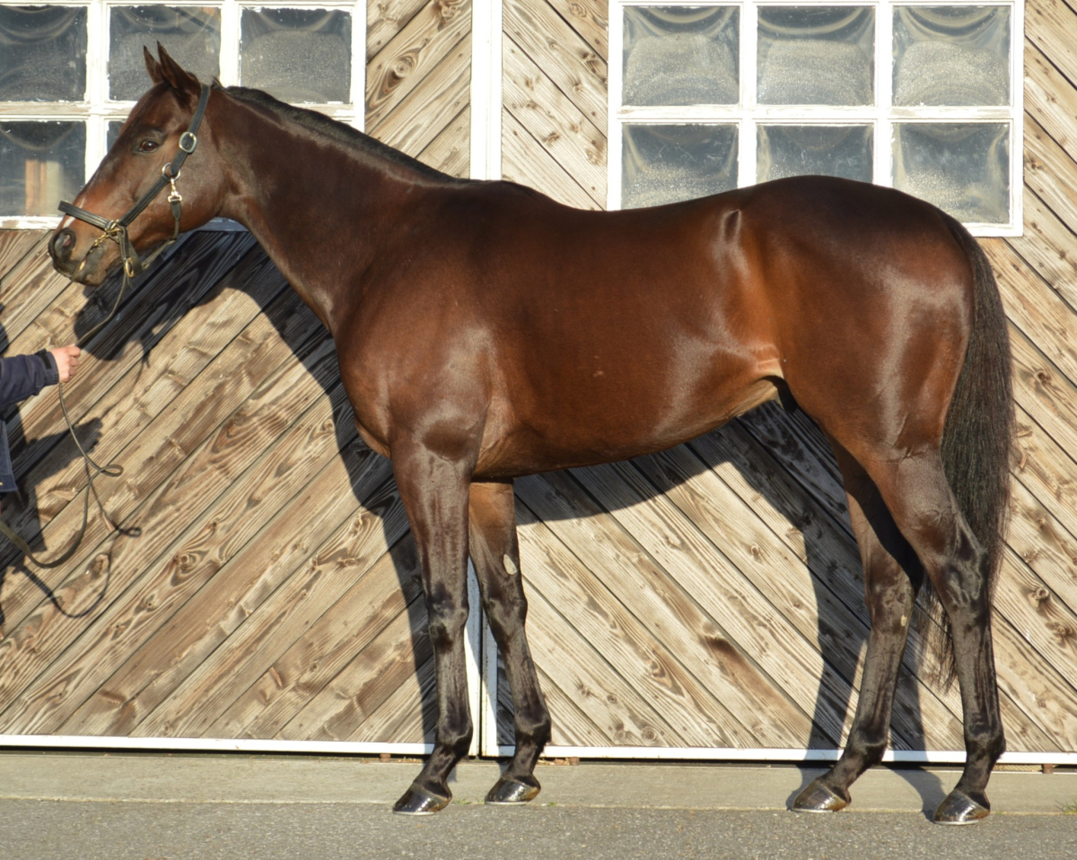 カイザーブリッツ セン5歳 ※中央競馬 登録抹消 | サラブレッド