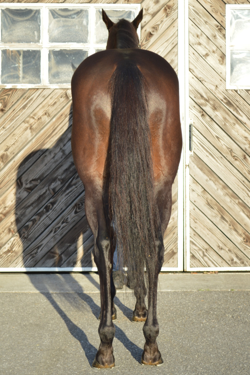 カイザーブリッツ セン5歳 ※中央競馬 登録抹消 | サラブレッド