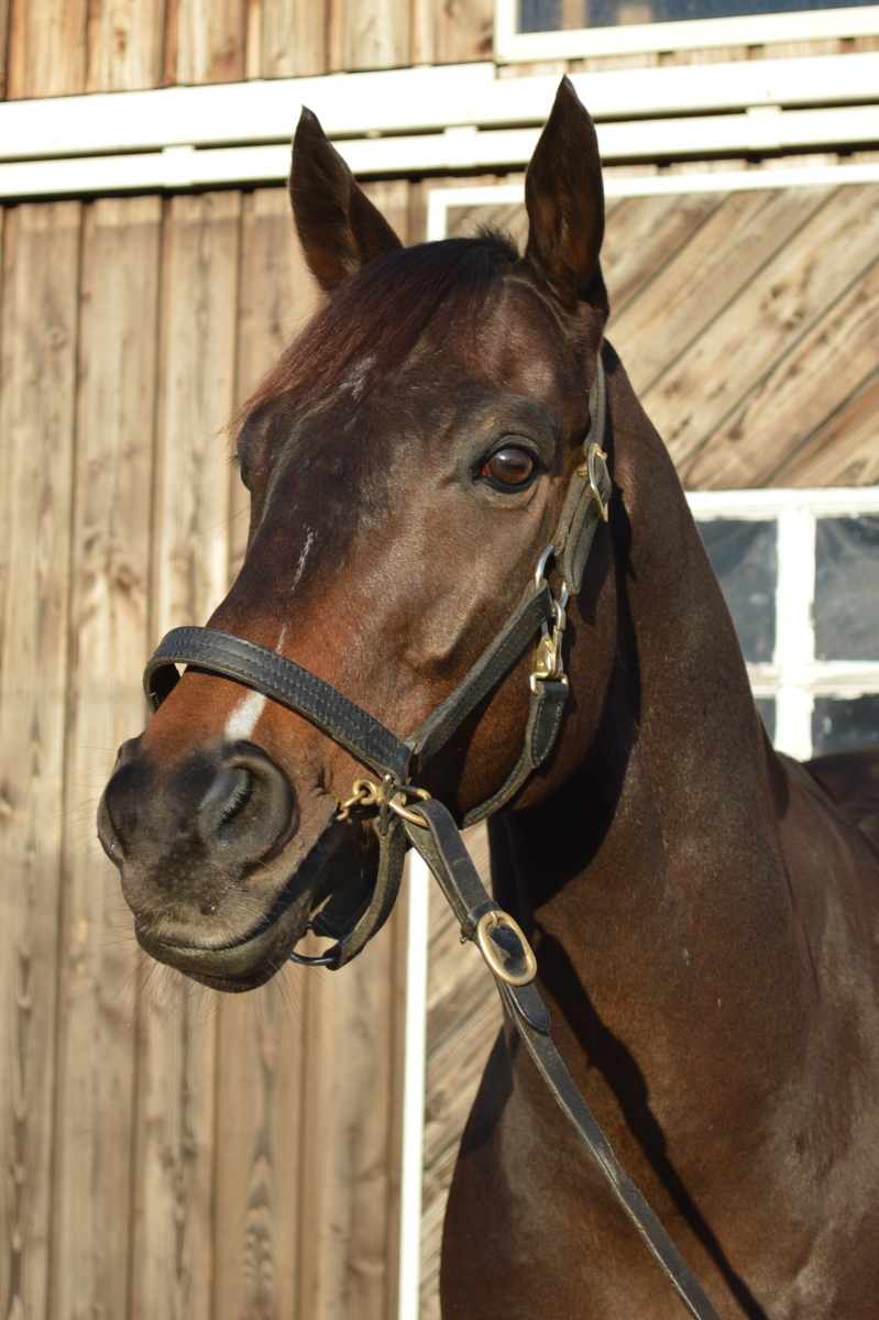 カイザーブリッツ セン5歳 ※中央競馬 登録抹消 | サラブレッド