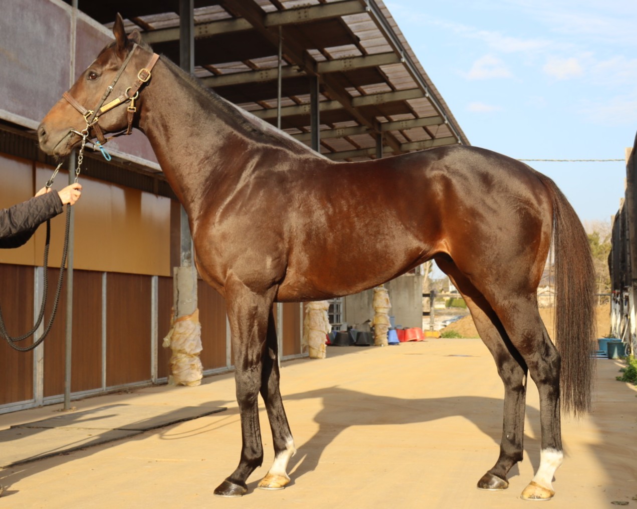 ノーダブルディップ 牡7歳 ※中央競馬 登録抹消 | サラブレッド