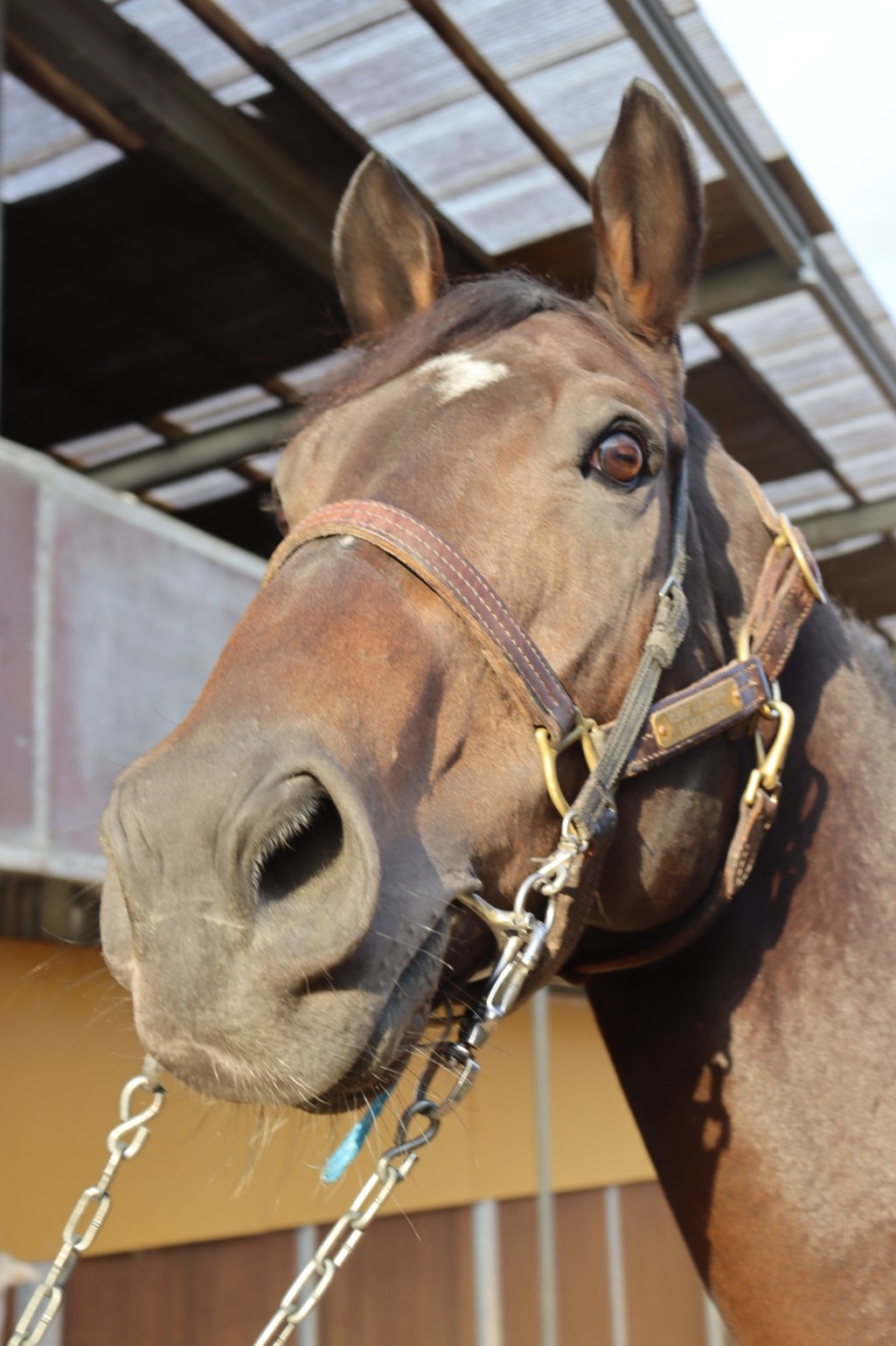 ノーダブルディップ 牡7歳 ※中央競馬 登録抹消 | サラブレッド