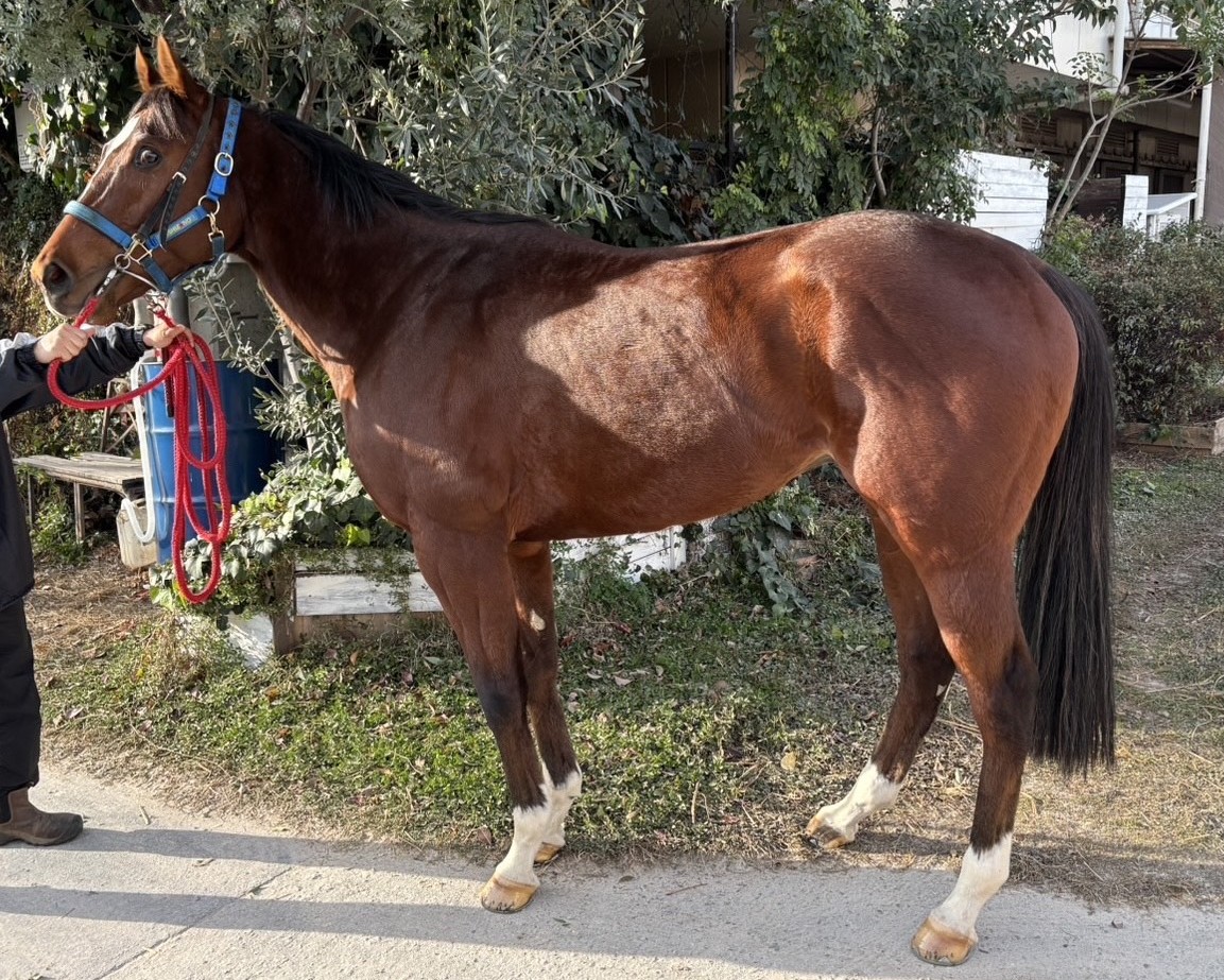 ヨドノワールド　　牡３歳　　※地方競馬　在籍_main1