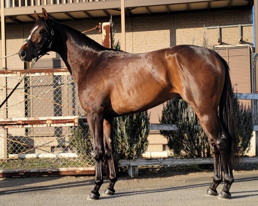 ヴォラーレ　　牡３歳　　※地方競馬　在籍_main1