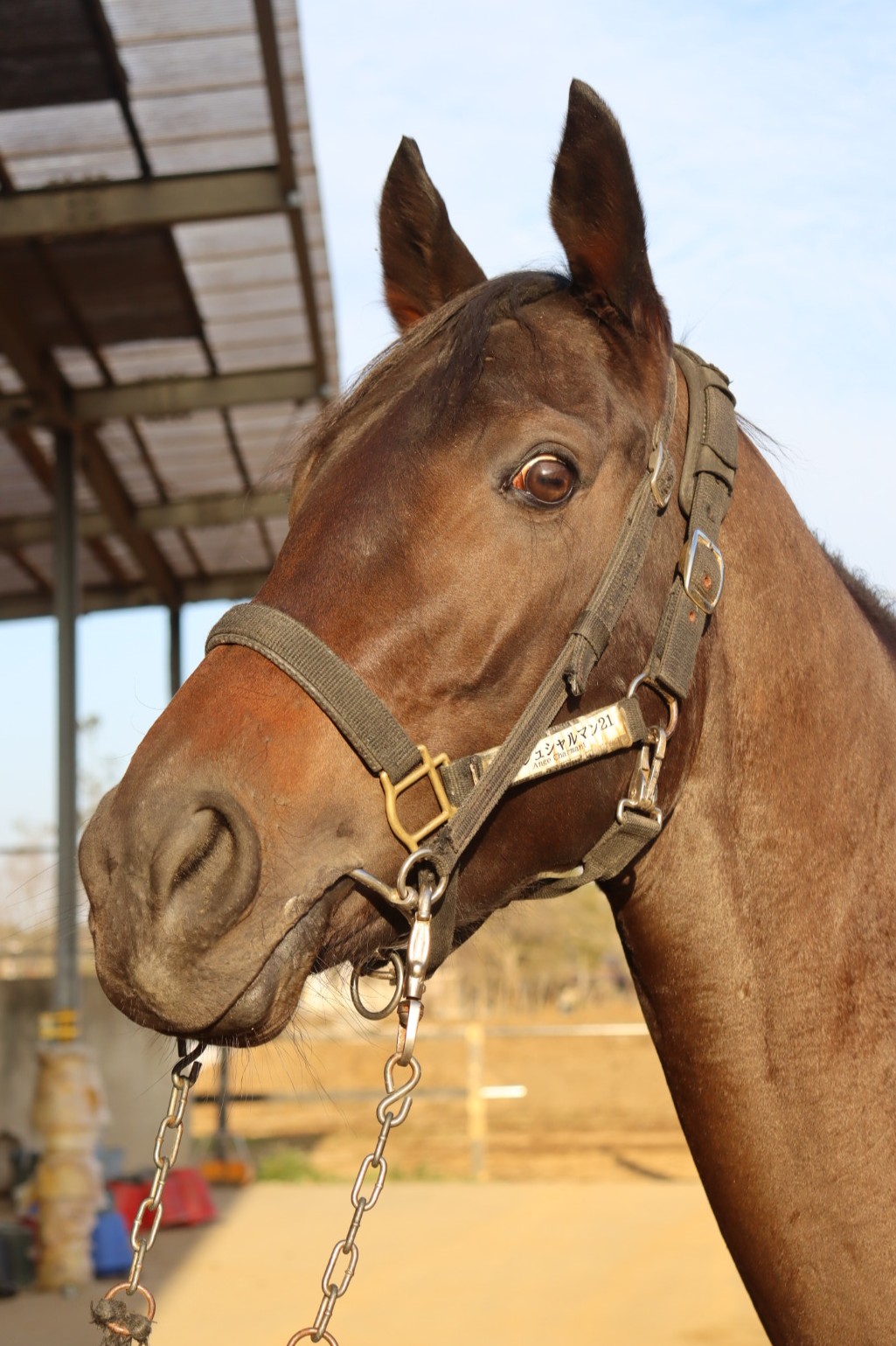 レシェルドランジュ 牝4歳 ※繁殖牝馬（空胎） | サラブレッドオークション