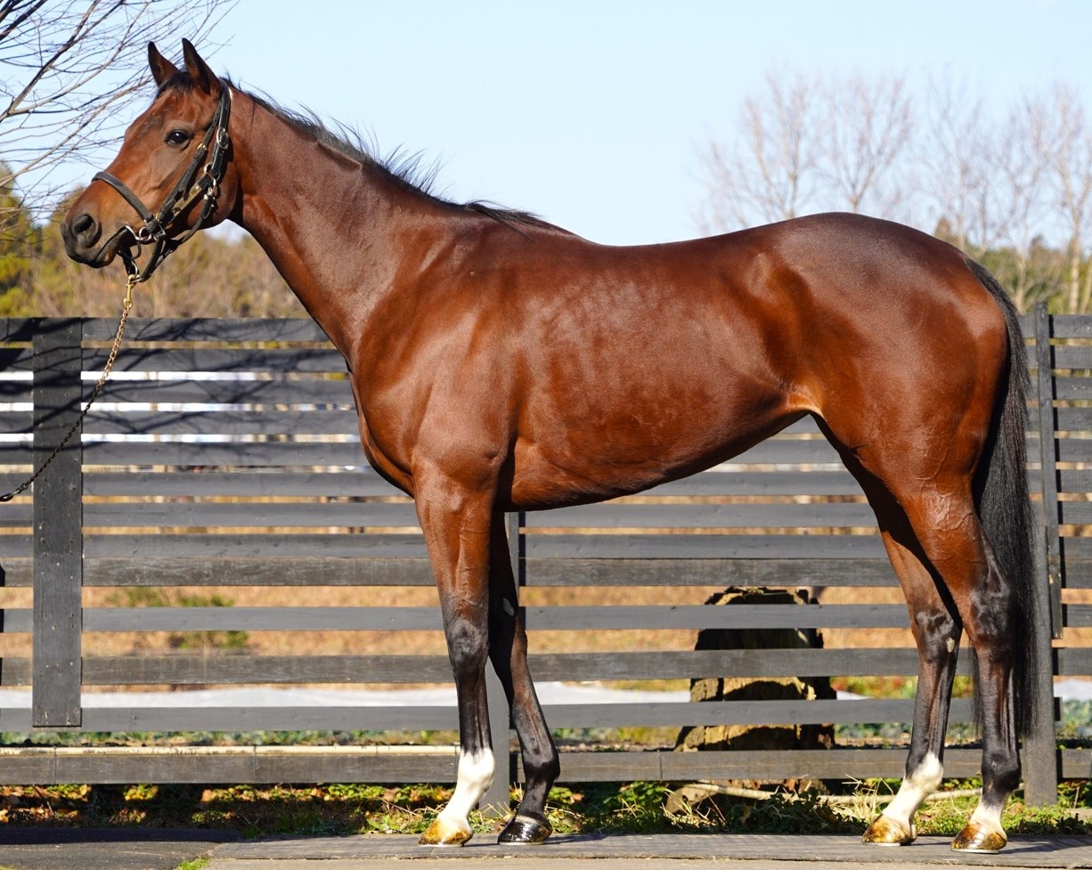 ウィンターサン 牝3歳 ※中央競馬 登録抹消 | サラブレッドオークション