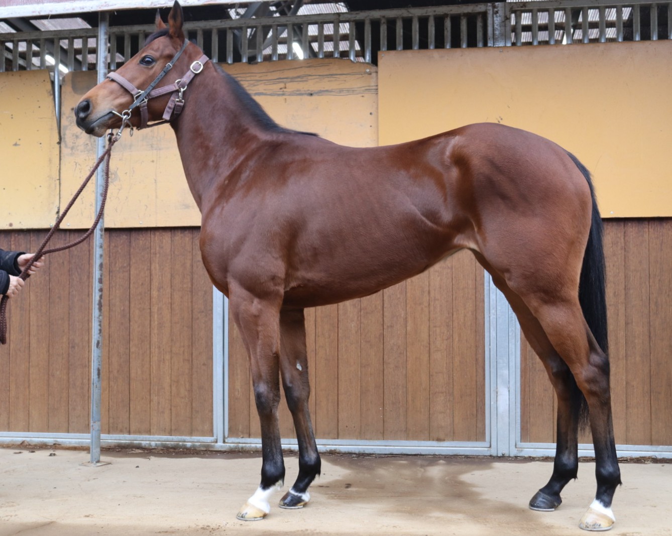 サフランメロディ　　牝２歳　　※中央競馬　登録抹消_main1