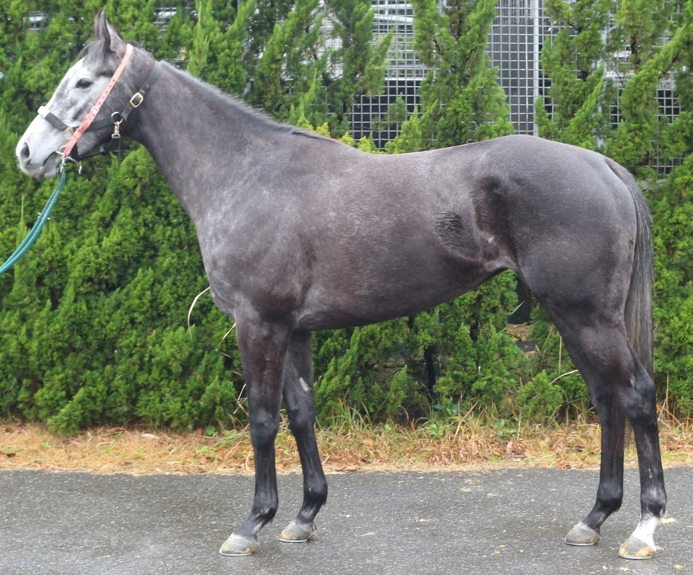 ボンスヴニール　　牝２歳　　※中央競馬　登録抹消_main1